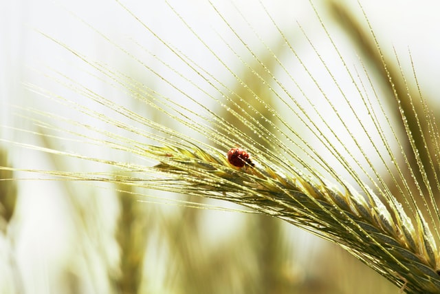 tarate de psyllium